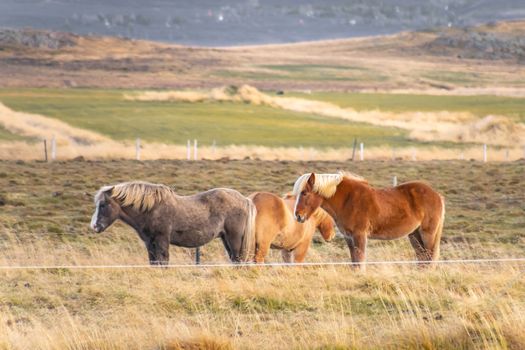 Snaefellsness national park in Iceland icelandic horses blond mane blowing in the wind