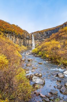 Svartifoss waterfall black basalt columns between autumn colored landscape creating beautiful river