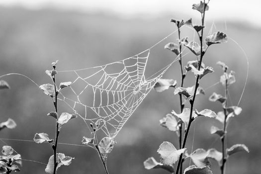 Spider web between small branches covered in small water droplets during foggy weather in black and white image