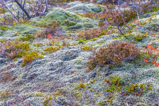 Thick moss, small trees and lichens growing on wet natural forrest floor of Iceland