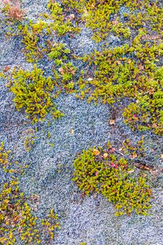 Thick moss and lichens growing on forrest floor in cold Iceland