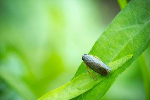 Aphid on a green plant leaf in organic farm. It is a pest that damages farmers. Closeup and copy space. Concept of agricultural.