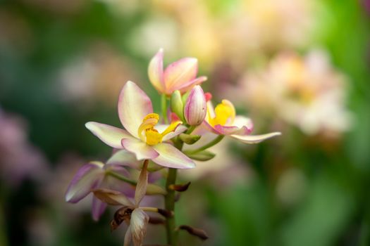 Beautiful blooming orchids in forest, On the bright sunshine