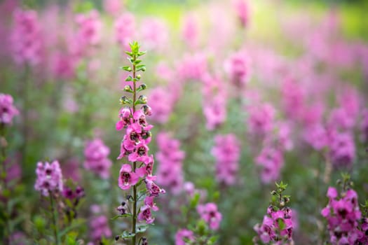 The background image of the colorful flowers, background nature