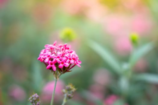 The background image of the colorful flowers, background nature