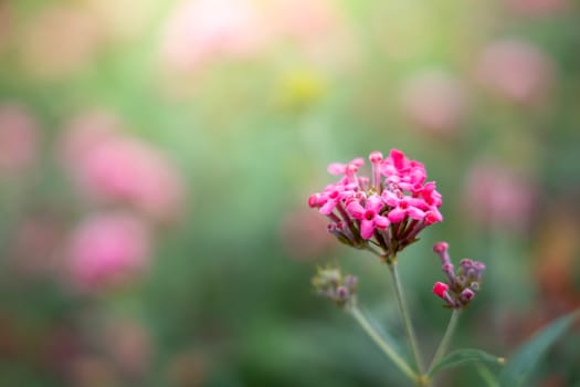 The background image of the colorful flowers, background nature