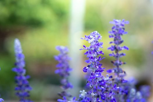 The background image of the colorful flowers, background nature