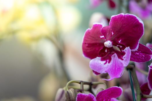 Beautiful blooming orchids in forest, On the bright sunshine