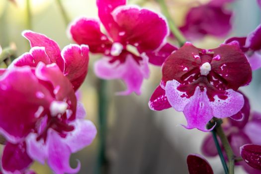 Beautiful blooming orchids in forest, On the bright sunshine