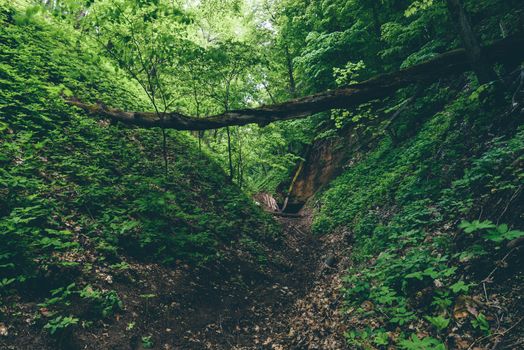 Gully with fallen trees and cave entrance in forest