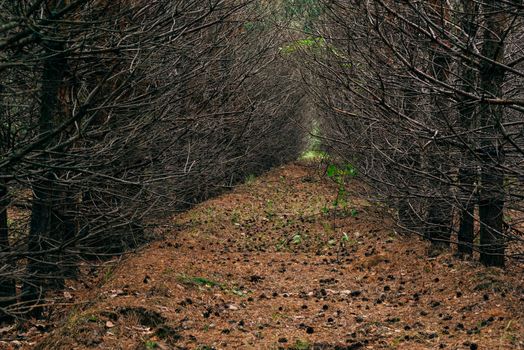 Dark pine forest with trees in a row