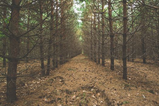 Dark pine forest with trees in a row