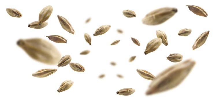 Barley malt grains levitate on a white background.