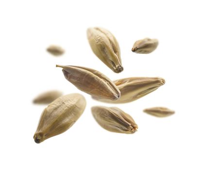 Barley malt grains levitate on a white background.