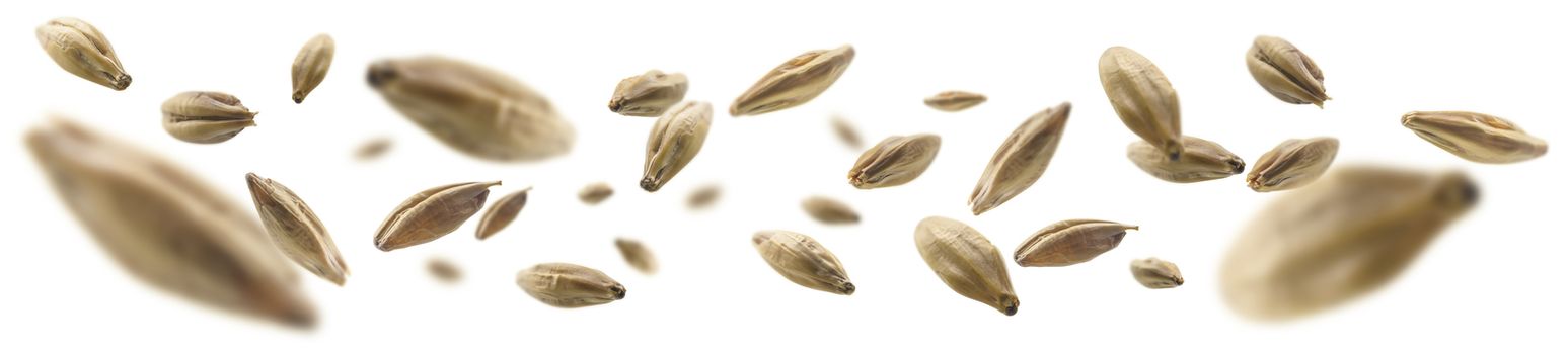 Barley malt grains levitate on a white background.