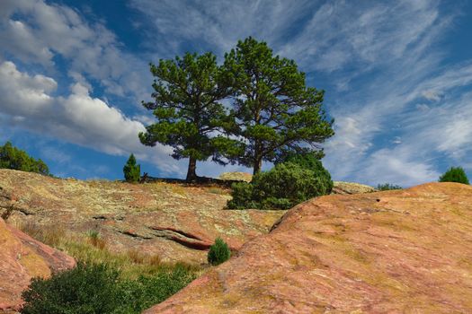 Trees on red stone hill in the desert of Colorado