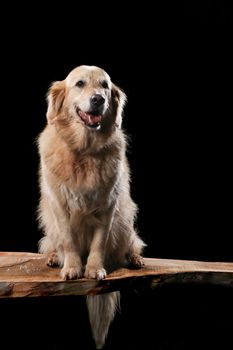 Golden Retriever on a wooden plank before a black background with open mouth