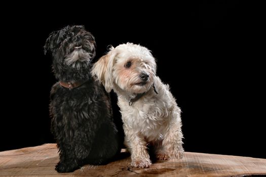 Two dogs on a wooden plank before a black background with open mouth