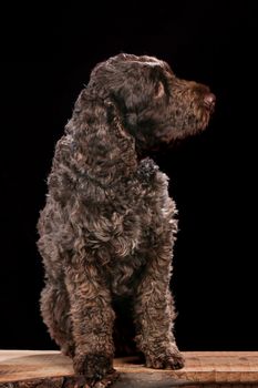 Lagotto on a wooden plank before a black background with open mouth