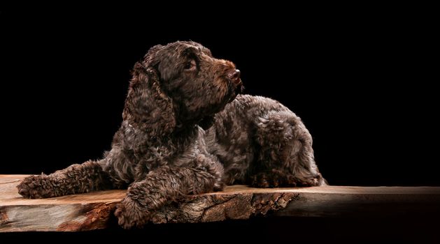 Lagotto on a wooden plank before a black background with open mouth