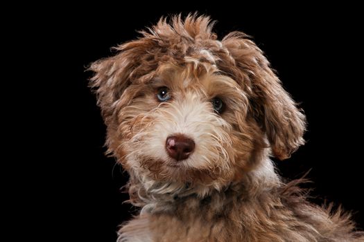 Dog portrait on a wooden plank before a black background with open mouth