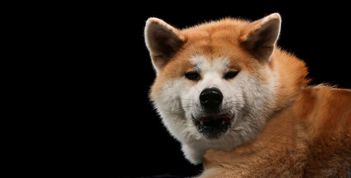 Dog portrait on a wooden plank before a black background with open mouth