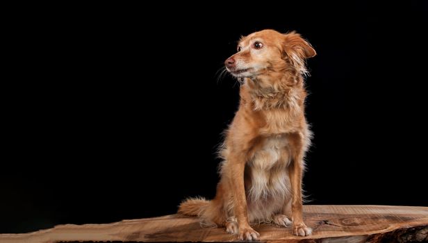 Dog portrait on a wooden plank before a black background with open mouth