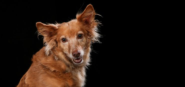 Dog portrait on a wooden plank before a black background with open mouth