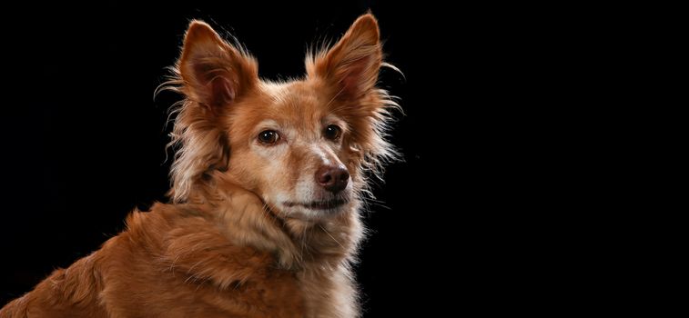 Dog portrait on a wooden plank before a black background with open mouth