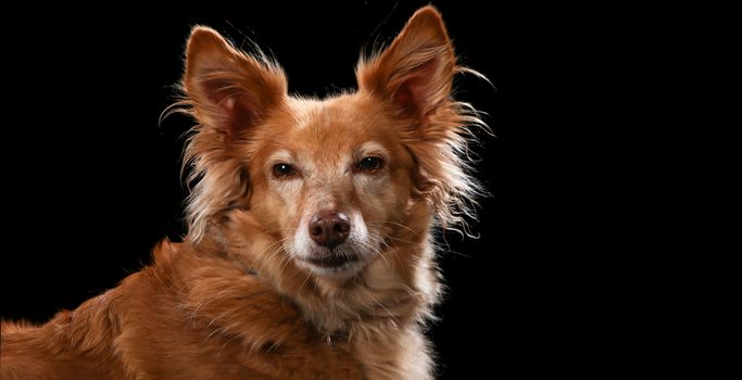 Dog portrait on a wooden plank before a black background with open mouth