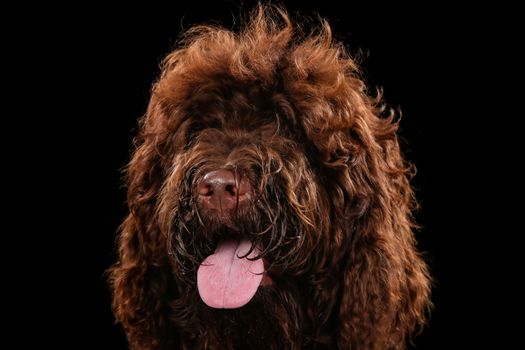 Dog portrait on a wooden plank before a black background with open mouth