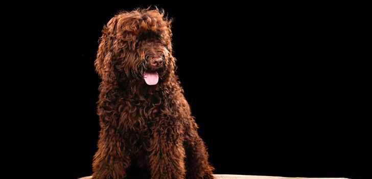Dog portrait on a wooden plank before a black background with open mouth