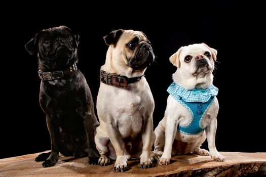 3 dogs on a wooden plank before a black background with open mouth