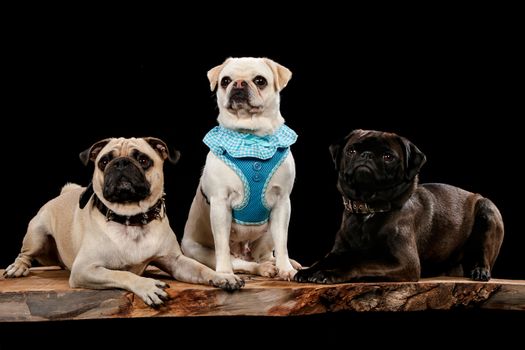 3 dogs on a wooden plank before a black background with open mouth
