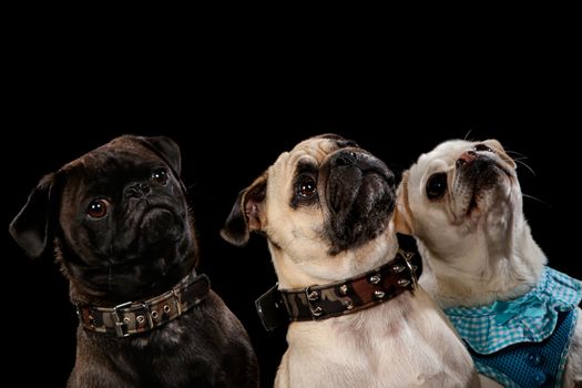 3 dogs on a wooden plank before a black background with open mouth