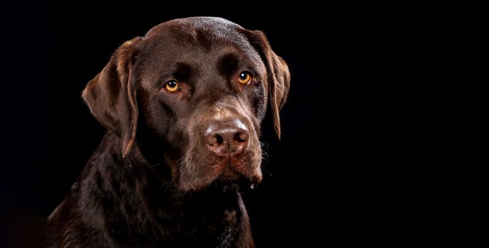 Portrait of dog on a wooden plank before a black background with open mouth
