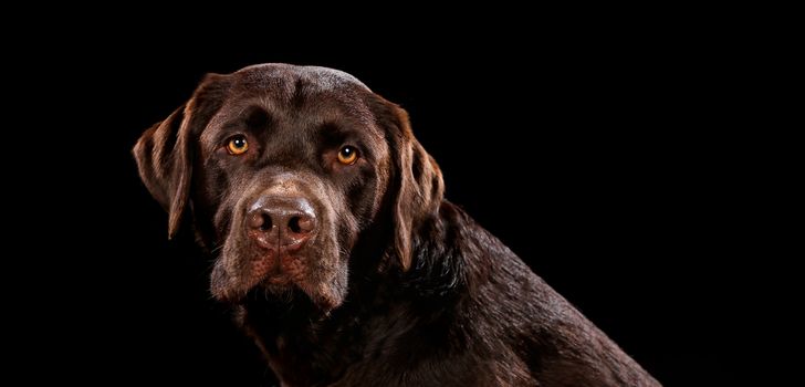 Portrait of dog on a wooden plank before a black background with open mouth