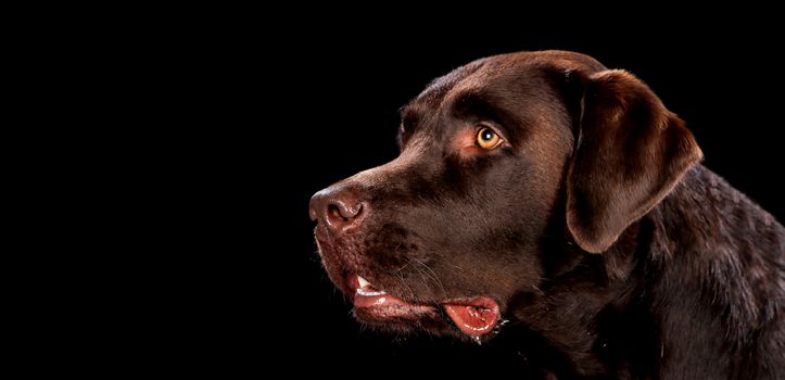 Portrait of dog on a wooden plank before a black background with open mouth