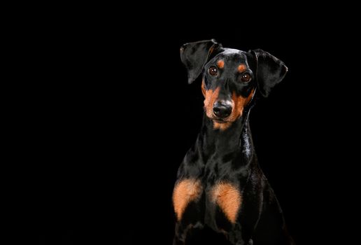 Portrait of dog on a wooden plank before a black background with open mouth
