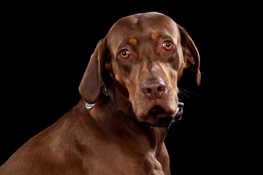 Portrait of dog on a wooden plank before a black background with open mouth