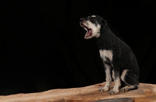 Dog on a wooden plank before a black background with open mouth
