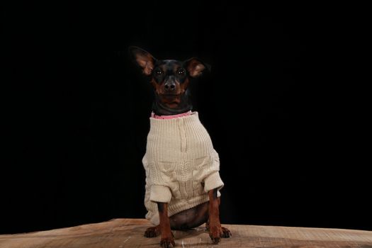 Dog with a wool coat on a wooden plank before a black background with open mouth