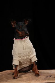 Dog with a wool coat on a wooden plank before a black background with open mouth