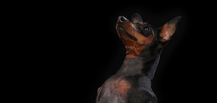 Puppy, dog, toy terrier portrait on a wooden plank before a black background with open mouth