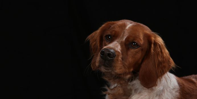 Retriever on a wooden plank before a black background with open mouth