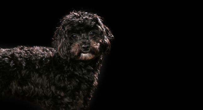 Lagotto on a wooden plank before a black background with open mouth