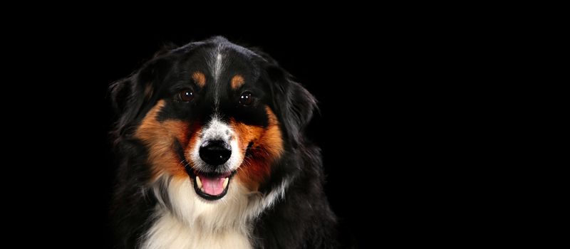 Bernese Mountain dog on a wooden plank before a black background with open mouth