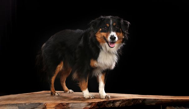 Bernese Mountain dog on a wooden plank before a black background with open mouth