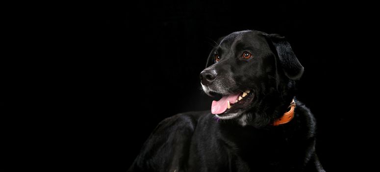 Black Labrador on a wooden plank before a black background with open mouth
