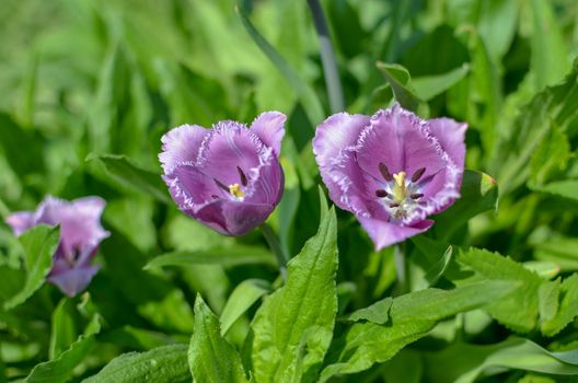 Spring Display of Purple and White Fringed Tulips Tulipa 'Cummins'